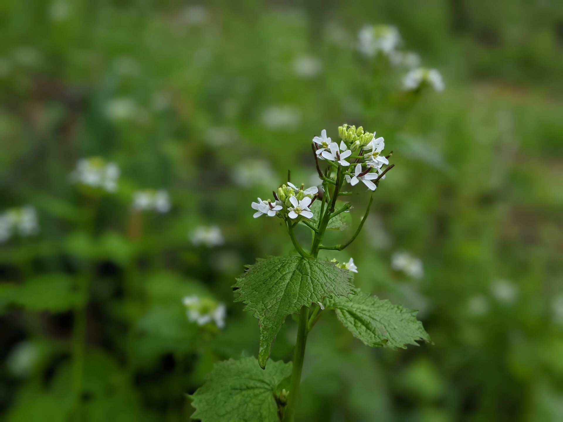 Garlic Mustard Weeds